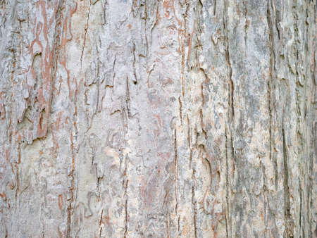 full frame bark of tree for natural background and textureの写真素材