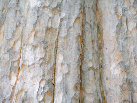full frame bark of tree for natural background and textureの写真素材
