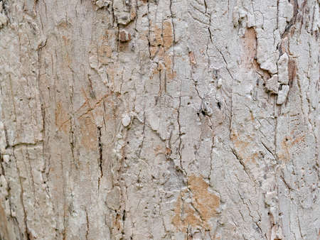 full frame bark of tree for natural background and textureの写真素材