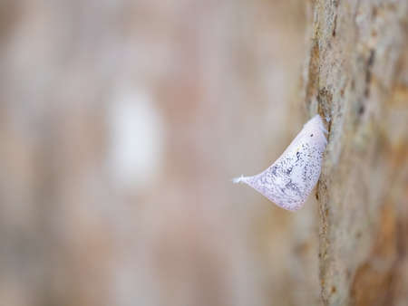 white butterfly insect sitting on bark of treeの写真素材