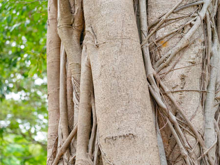 brown trunk of banyan tree forest backgroundの写真素材