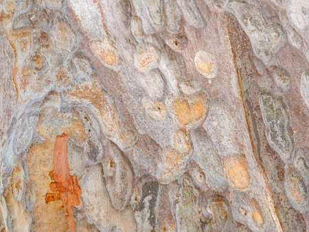 full frame bark of tree for natural background and textureの写真素材