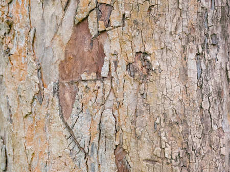 full frame bark of tree for natural background and textureの写真素材