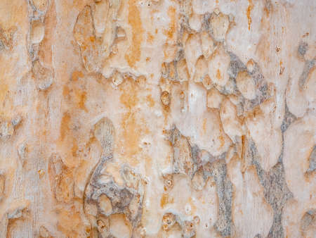 full frame bark of tree for natural background and textureの写真素材