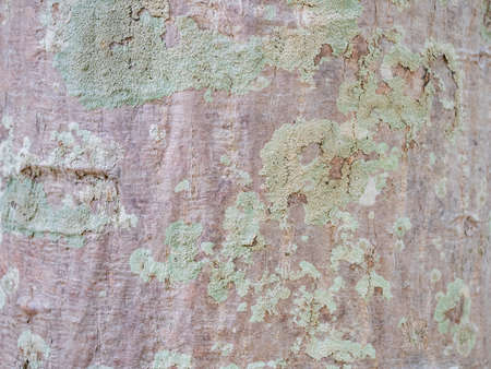 full frame bark of tree for natural background and texture