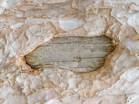 full frame bark of tree with copy space for natural background and textureの写真素材