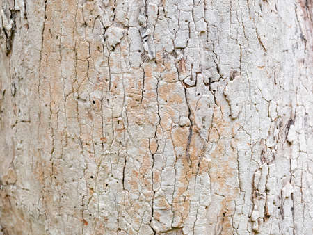 full frame bark of tree for natural background and textureの写真素材
