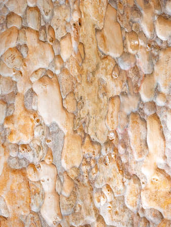 full frame bark of tree for natural background and textureの写真素材