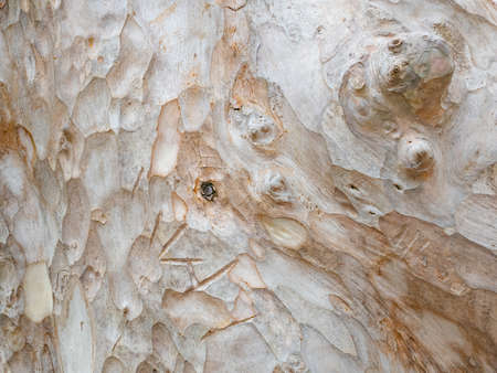 full frame bark of tree for natural background and textureの写真素材