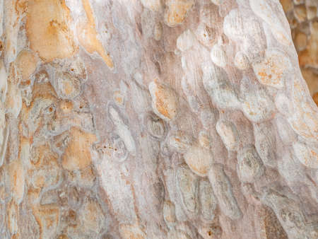 full frame bark of tree for natural background and textureの写真素材