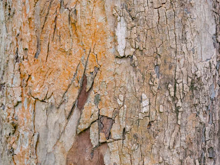 full frame bark of tree for natural background and textureの写真素材