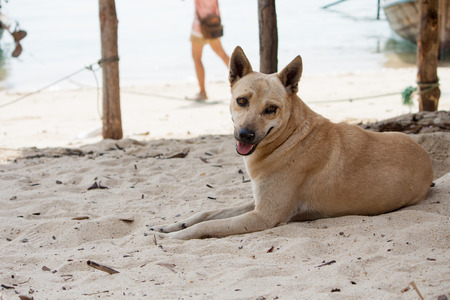 Dog lay on the beach watching the summer vacationの写真素材