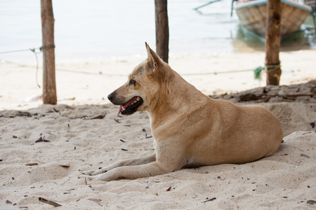 Dog lay on the beach watching the summer vacationの写真素材