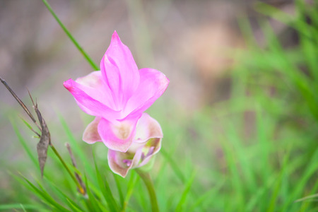 pink flower in the forest, beautiful natural in Thailand.の写真素材