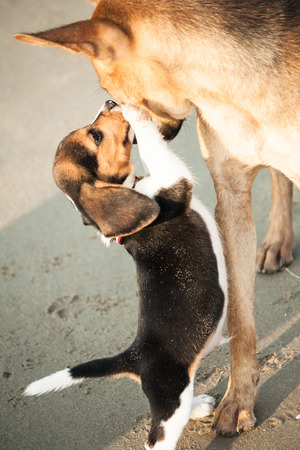 Baegal puppy play with bigger Thai dogの写真素材