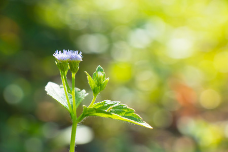 flower of grass stand alone in the park, sun light lay on petals.の写真素材