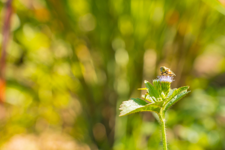 Bee is on flower of grass stand alone in the park, sun light lay on petals.の写真素材