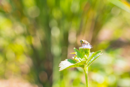Bee is on flower of grass stand alone in the park, sun light lay on petals.の写真素材
