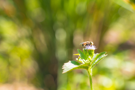 Bee is on flower of grass stand alone in the park, sun light lay on petals.の写真素材