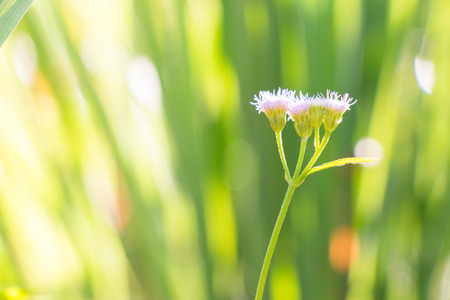 flower of grass stand alone in the park, sun light lay on petals.の写真素材