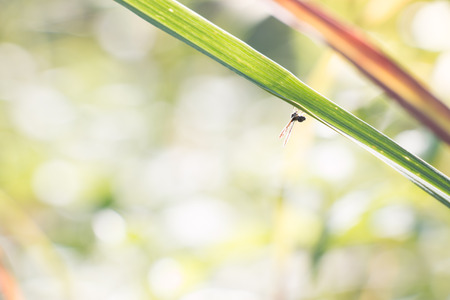 Little of insect on leaf, a little life live on leaf, beautiful naturalの写真素材