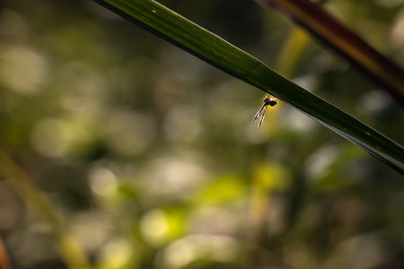 Little of insect on leaf, a little life live on leaf, beautiful naturalの写真素材
