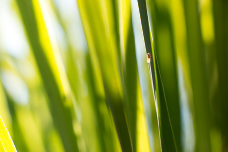 Little of insect on leaf, a little life live on leaf, beautiful naturalの写真素材
