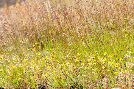Meadow yellow flowers, at the urban, up country in Thailandの写真素材