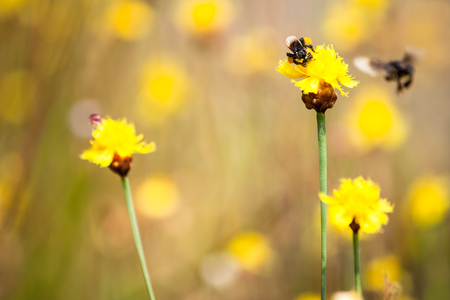 Bee is flighting and storing the sugar from flowers, spring season, blossom, floraの写真素材