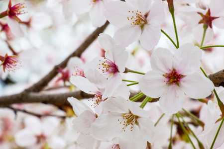 Sakura is Beautiful pink cherry blossom flower at full bloom in Japanの写真素材