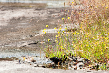 Water reflection of grass, flower, and meadow. Meadow flower in the urban, up country in Thailandの写真素材