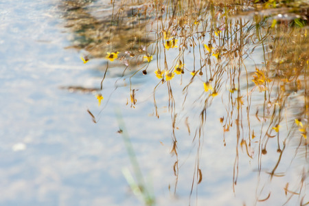 Water reflection of grass, flower, and meadow. Meadow flower in the urban, up country in Thailand