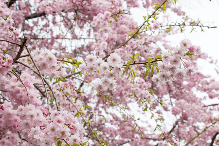 Sakura is Beautiful pink cherry blossom flower at full bloom in Japanの写真素材