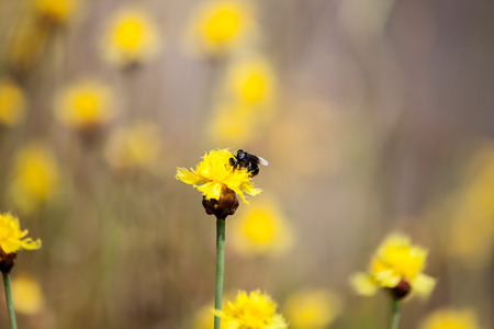 Bee is storing the sugar from flowers, spring season, blossom, floraの写真素材