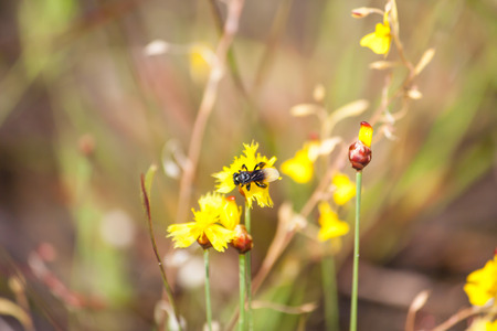 Bee is storing the sugar from flowers, spring season, blossom, floraの写真素材