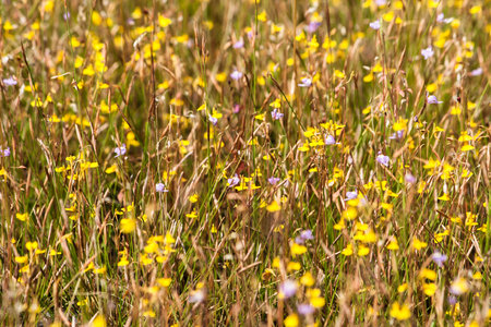 Meadow yellow flowers, at the urban, up country in Thailandの写真素材
