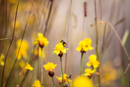 Bee is storing the sugar from flowers, spring season, blossom, floraの写真素材