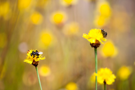 Bee is storing the sugar from flowers, spring season, blossom, floraの写真素材