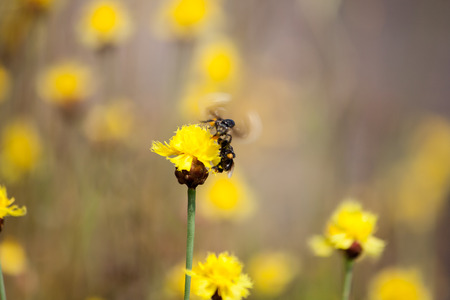 Bee is storing the sugar from flowers, spring season, blossom, floraの写真素材