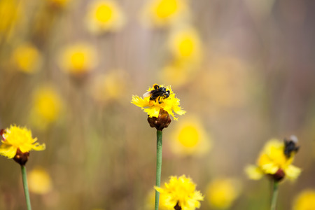Bee is storing the sugar from flowers, spring season, blossom, floraの写真素材