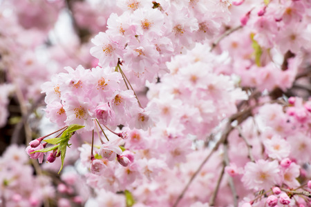 Sakura. the most beautiful flower in japan.の写真素材