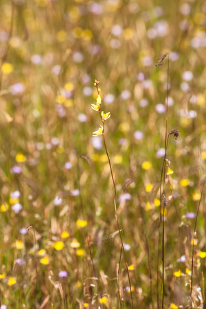 Meadow yellow flowers, at the urban, up country in Thailandの写真素材