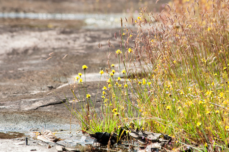 Water reflection of grass, flower, and meadow. Meadow flower in the urban, up country in Thailandの写真素材