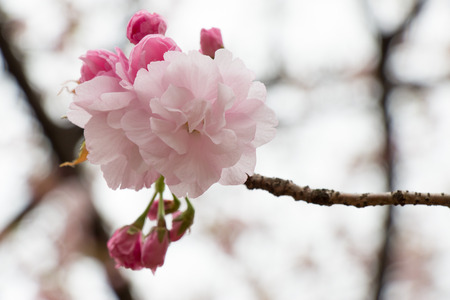 Sakura. the most beautiful flower in japan.の写真素材