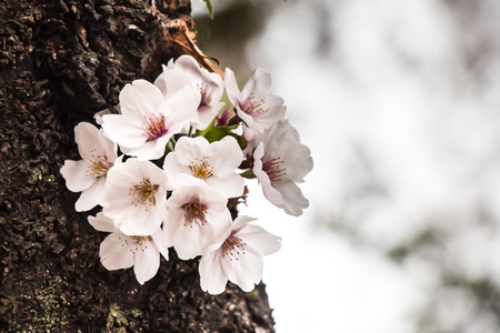 Sakura. the most beautiful flower in japan.の写真素材