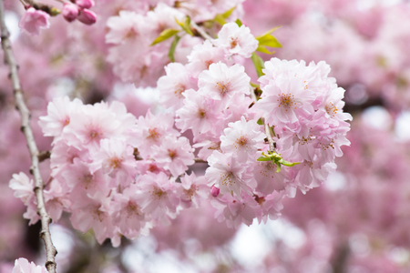 Sakura. the most beautiful flower in japan.の写真素材