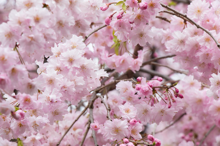 Sakura. the most beautiful flower in japan.の写真素材
