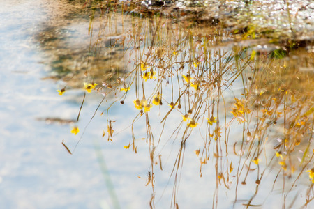 Water reflection of grass, flower, and meadow. Meadow flower in the urban, up country in Thailandの写真素材
