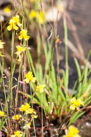 Meadow yellow flowers, at the urban, up country in Thailandの写真素材
