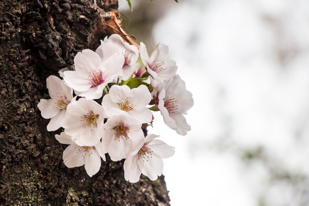 Sakura. the most beautiful flower in japan.の写真素材